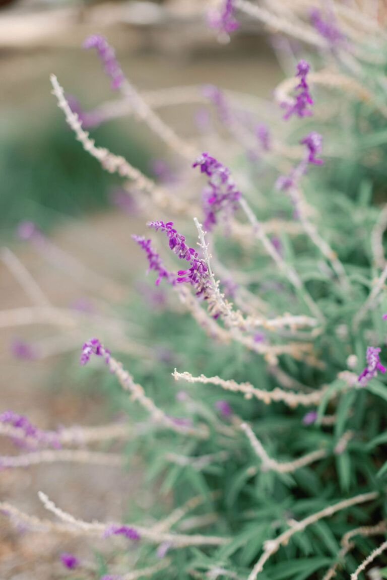 Aliso Viejo Ranch Wedding Photos | Ashley and Dario - sarahblock ...